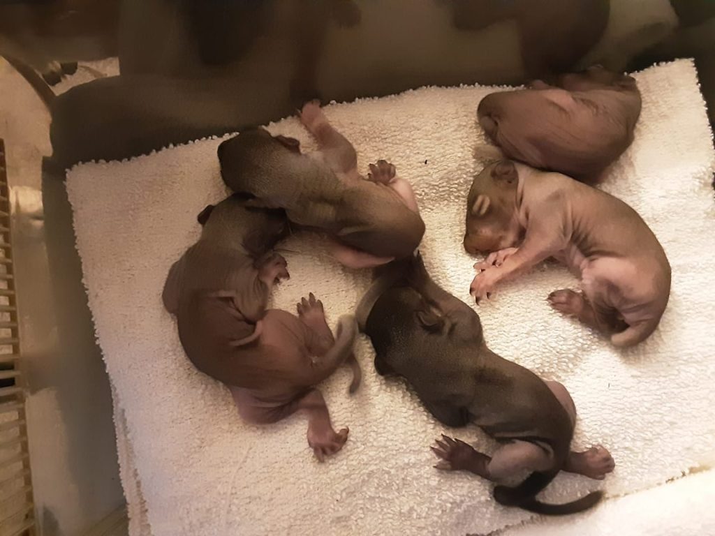 Two week old baby squirrels found in the motor of a car