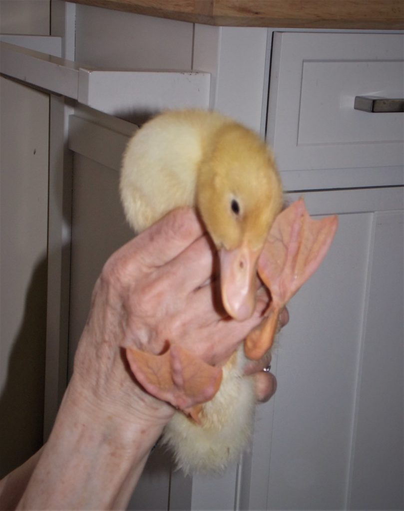 Duckling being held.