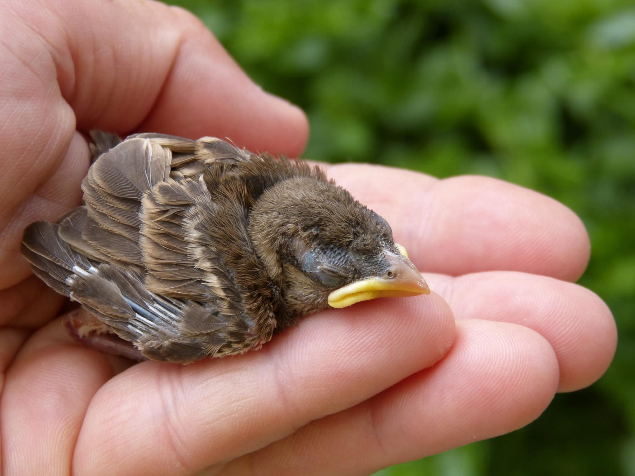 Fledgling in a hand