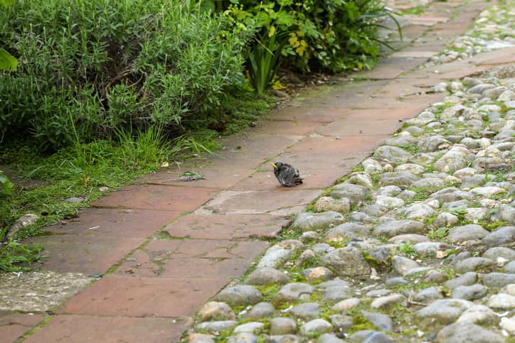 We are getting a lot of calls from people who are finding baby birds on the ground.