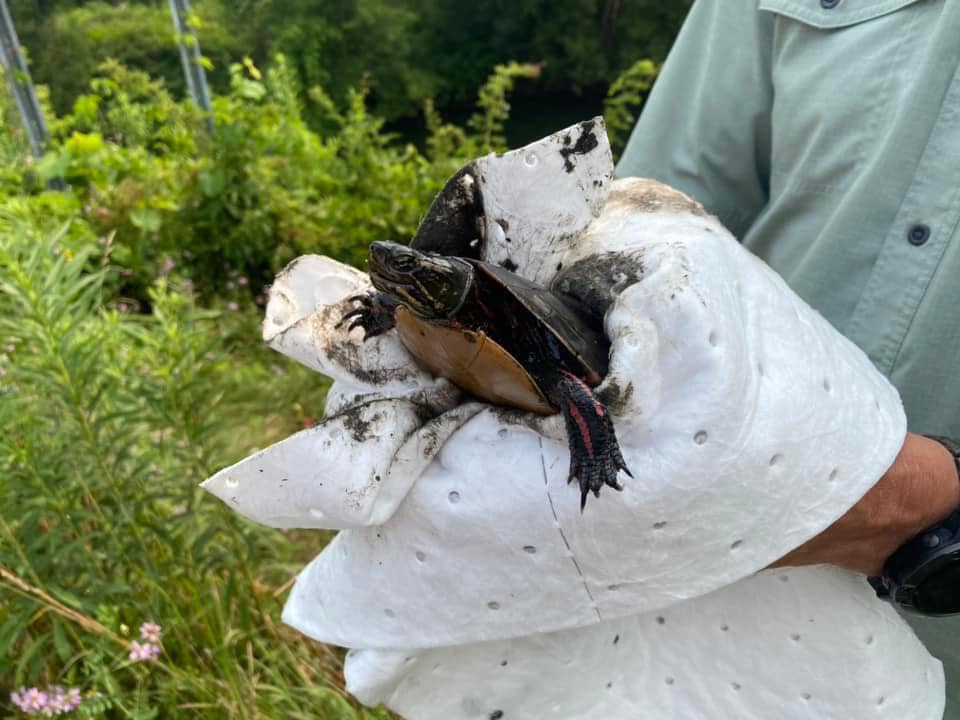 This painted turtle was rescued this week from the terrible Tuscarawas River oil spill at Wolf Creek in Barberton.