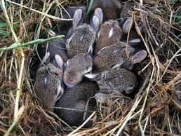 Baby bunnies in nest
