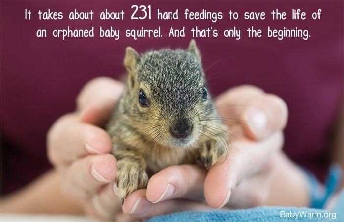 Because I have so many squirrel babies feeding every couple of hours I am temporarily closing the facility until the first week of October. I AM NOT CLOSING PERMANENTLY OR RETIRING.