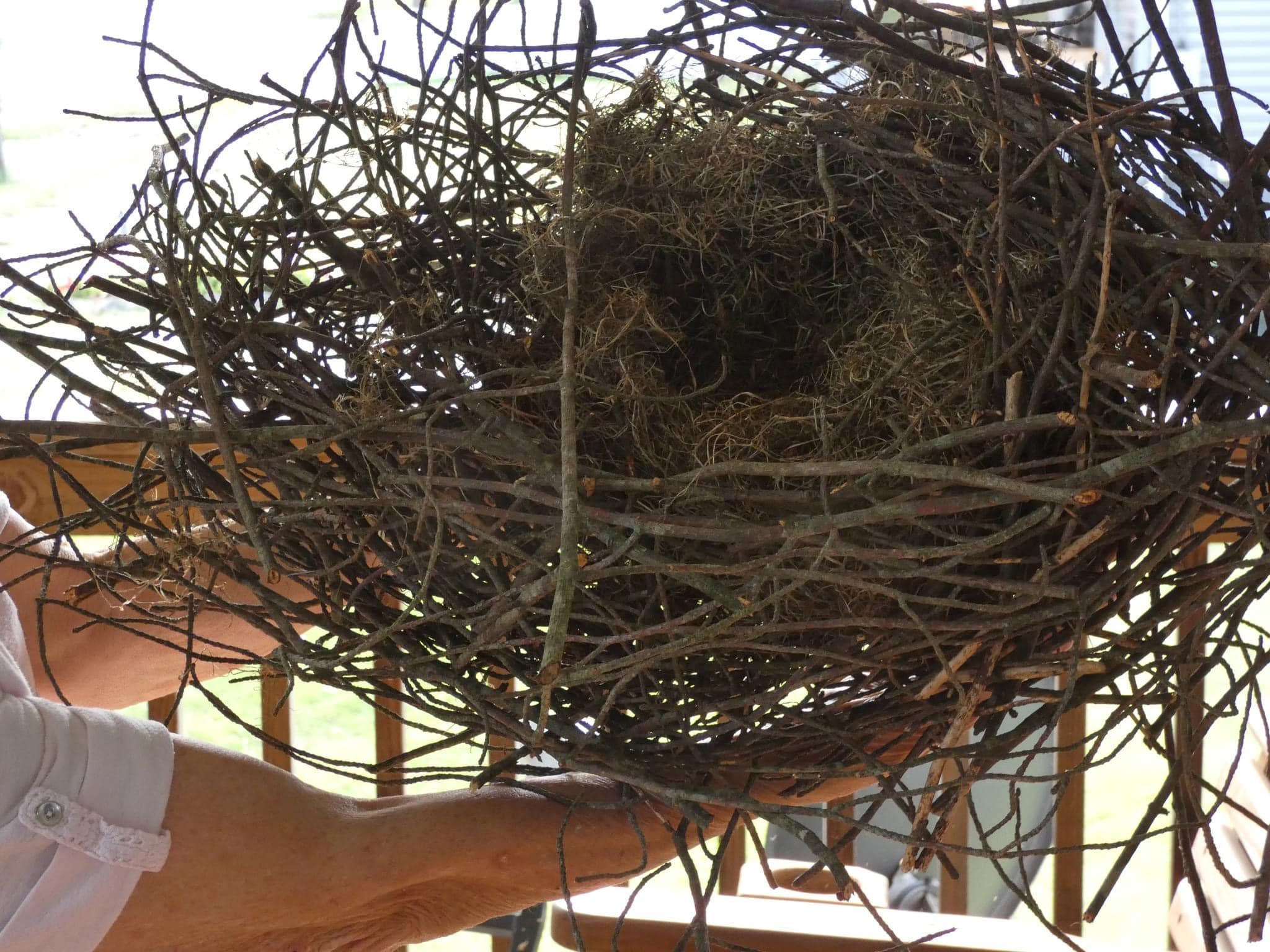 A Squirrel’s Nest up close