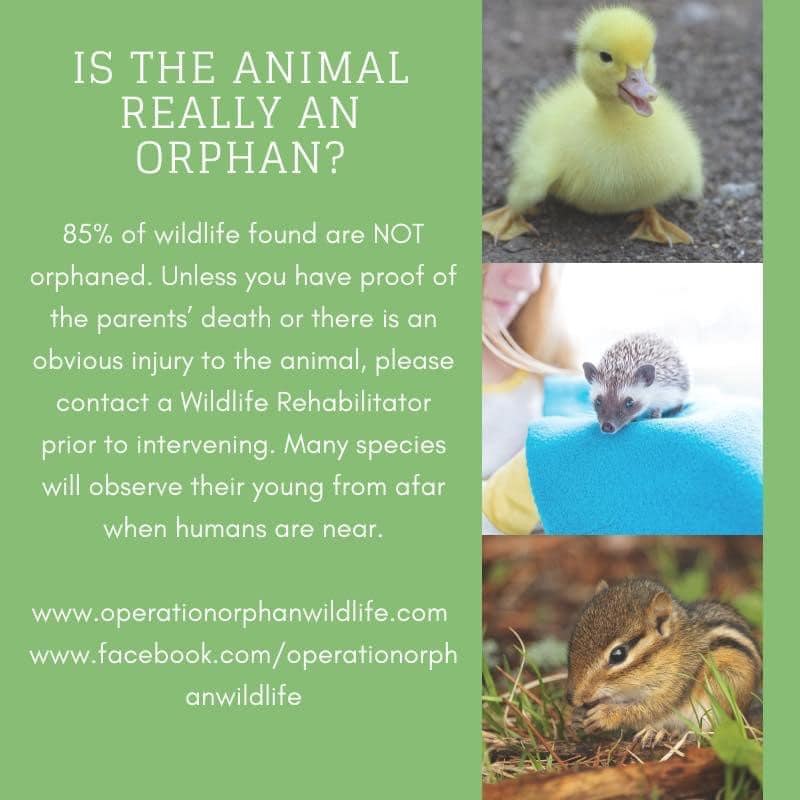 Is the animal really an orphan?