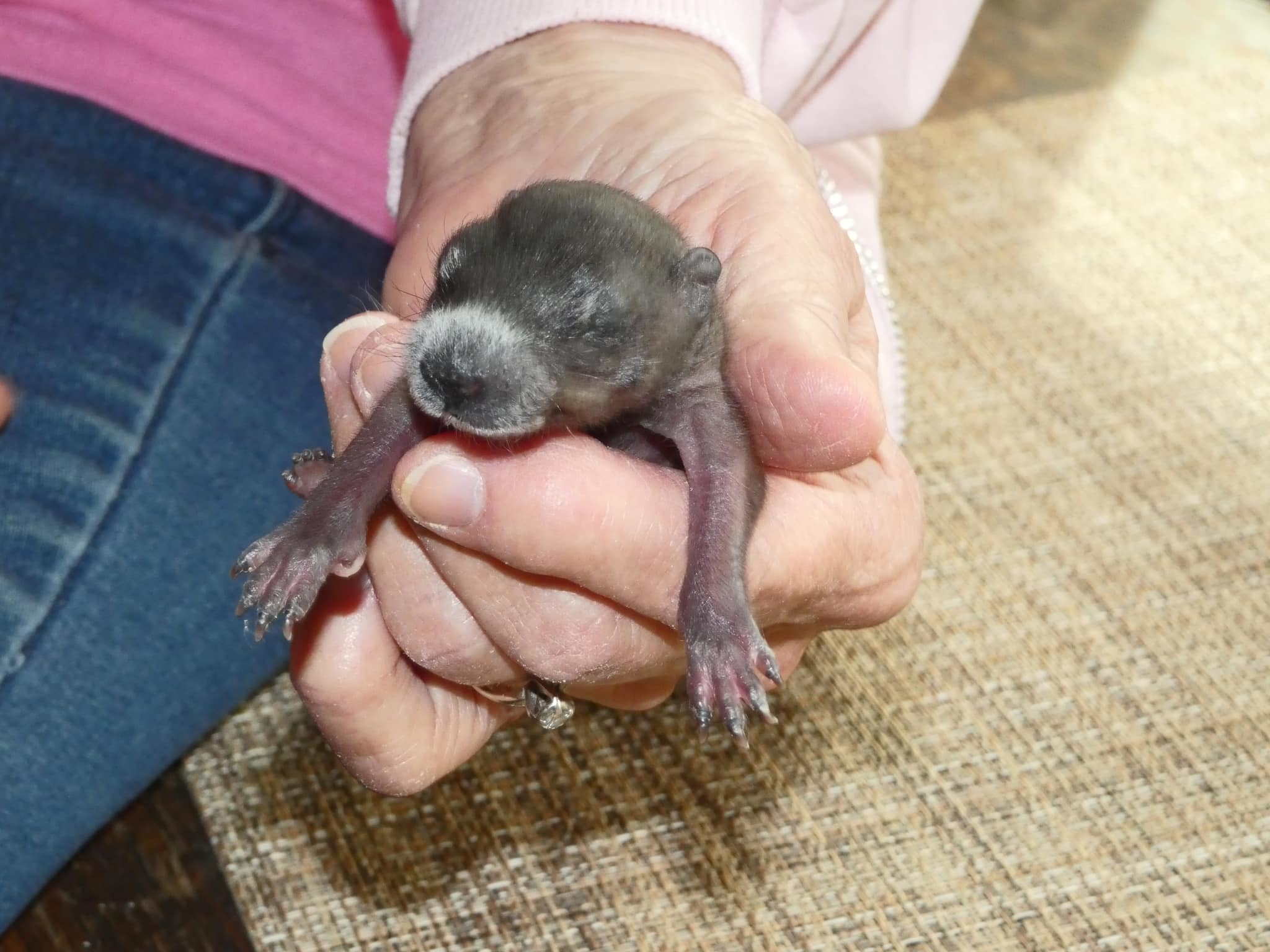 On a day that was pouring down rain. I got a call about a baby groundhog that was on a sidewalk outside a dorm at Kent State.