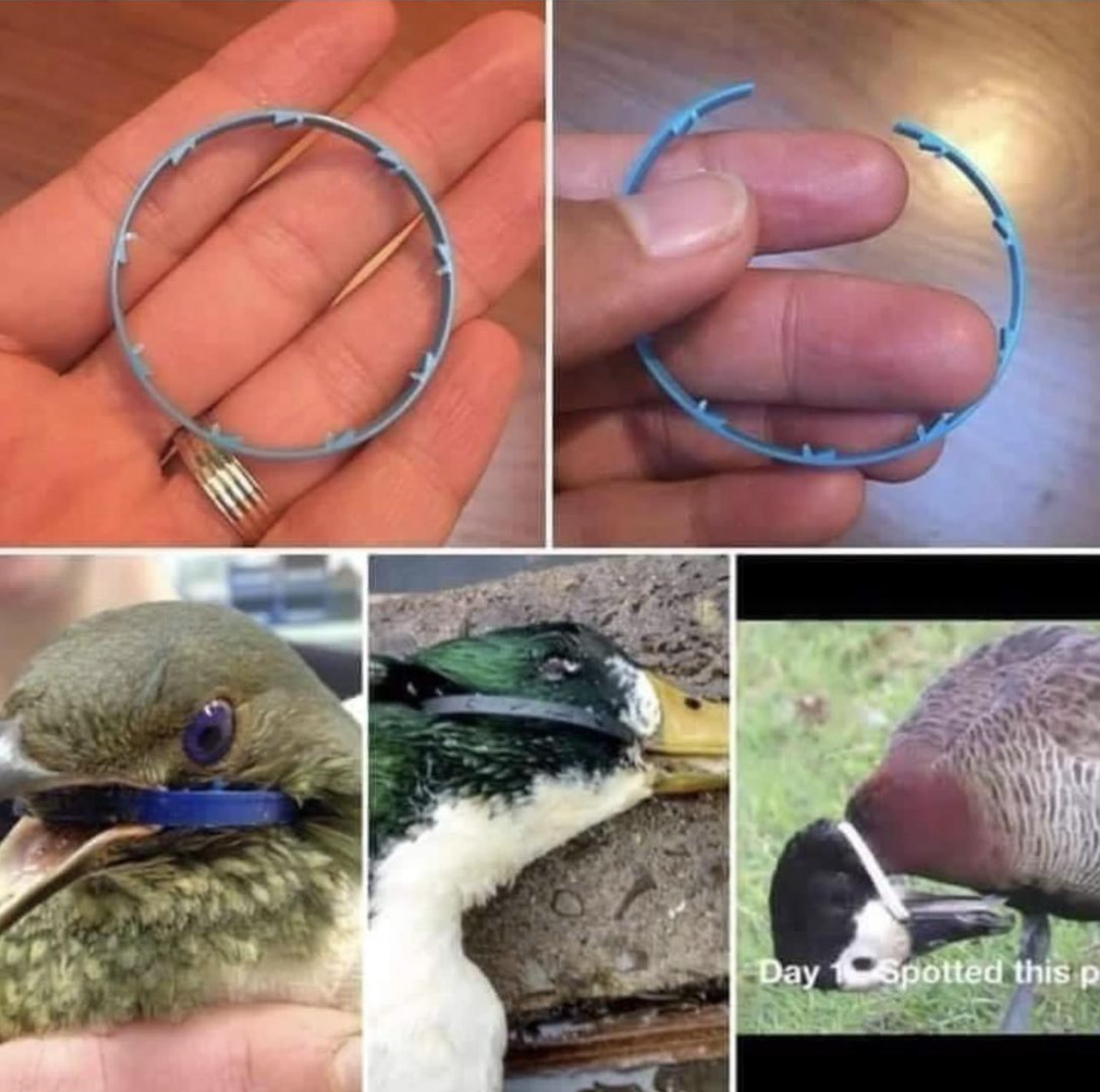 Please snip all plastic sealers/rings from milk and other bottles. It will only take a second and will hopefully save a life.