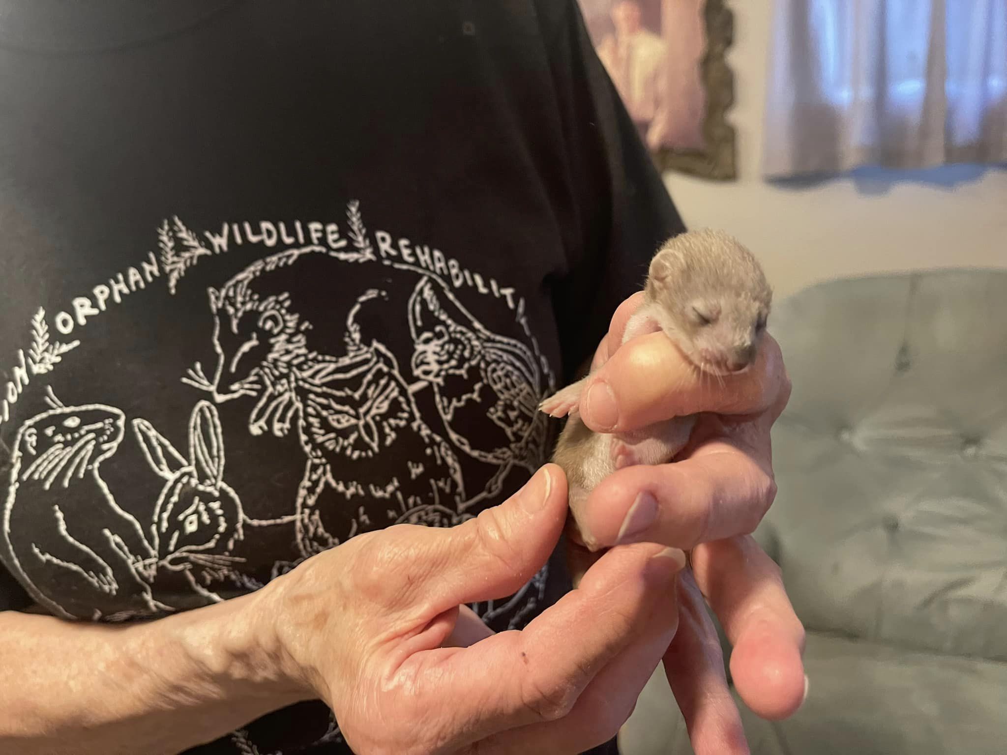 This weasel was brought in by a couple that found him in their drive covered in mud.