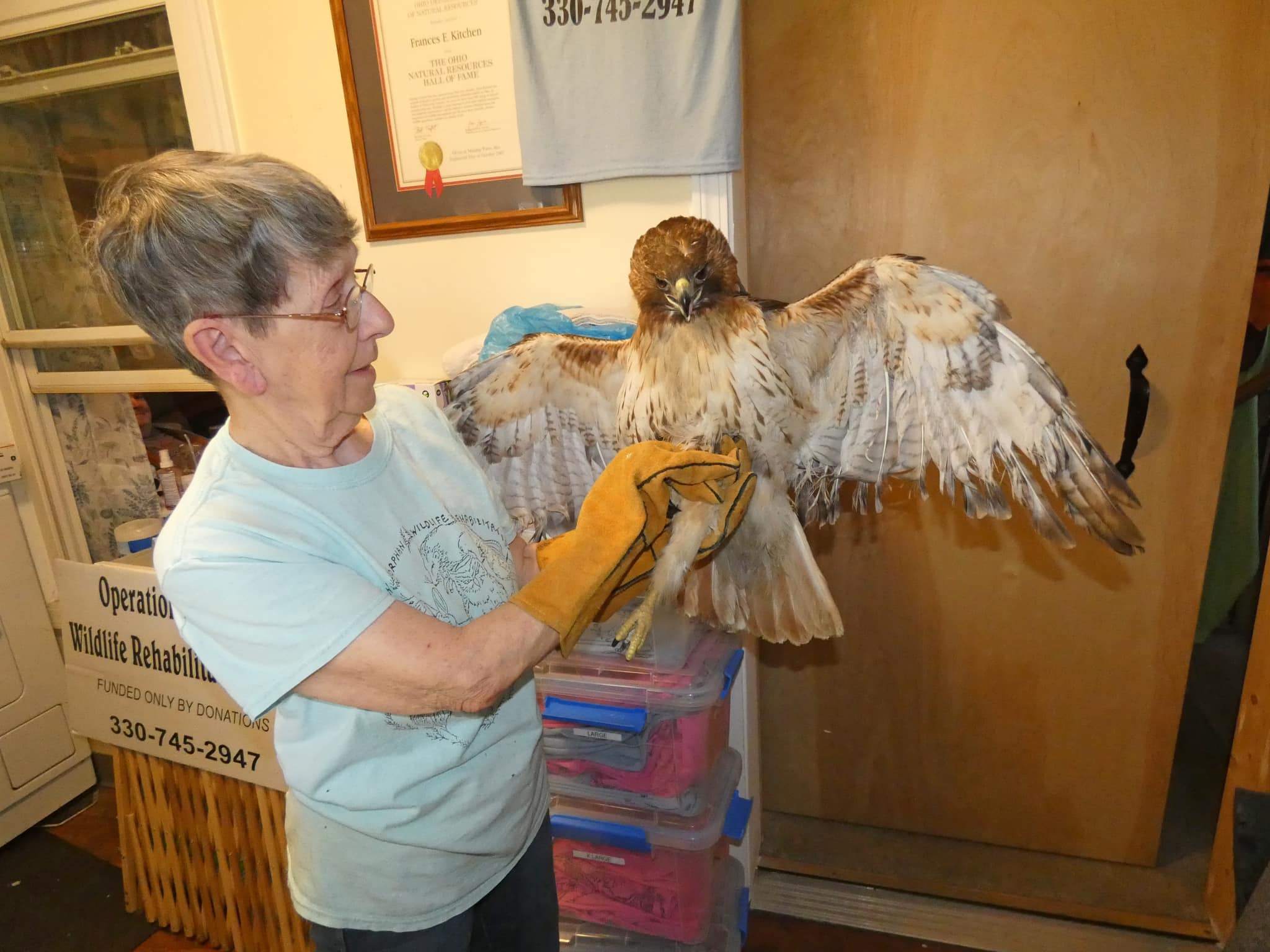 Red Tail Hawk