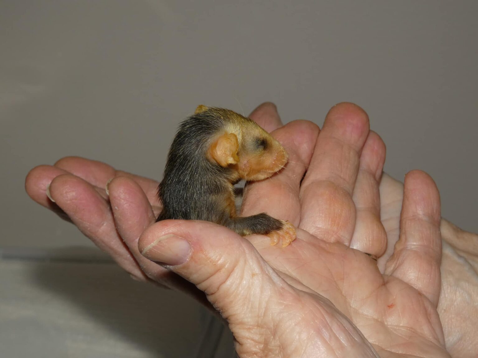 Rabies: What Do You Know? – Rehabilitating Orphan and Injured Wildlife ...