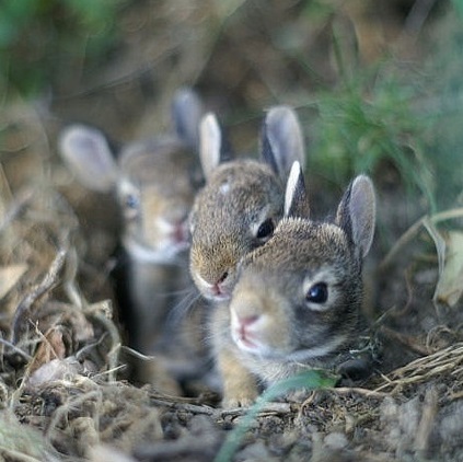 Three baby rabbits sitting in their nest