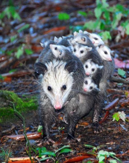 Adult possum and babies