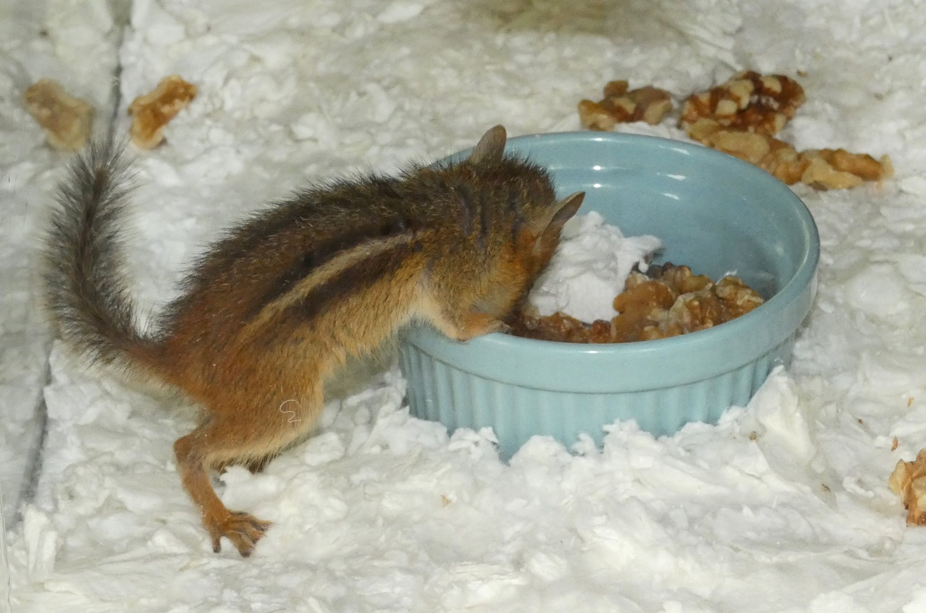 Baby chipmunk feeding from a small blue bowl