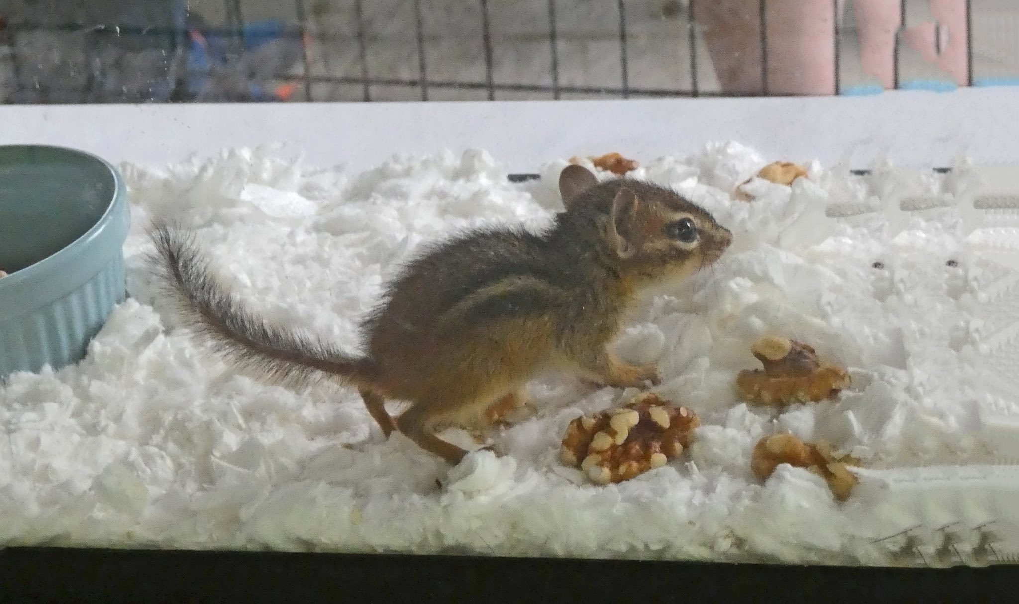 Baby chipmunk