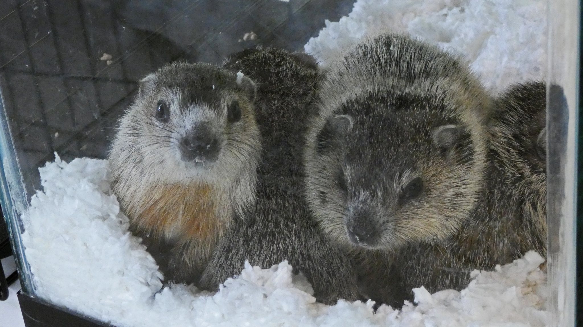 Two baby otters