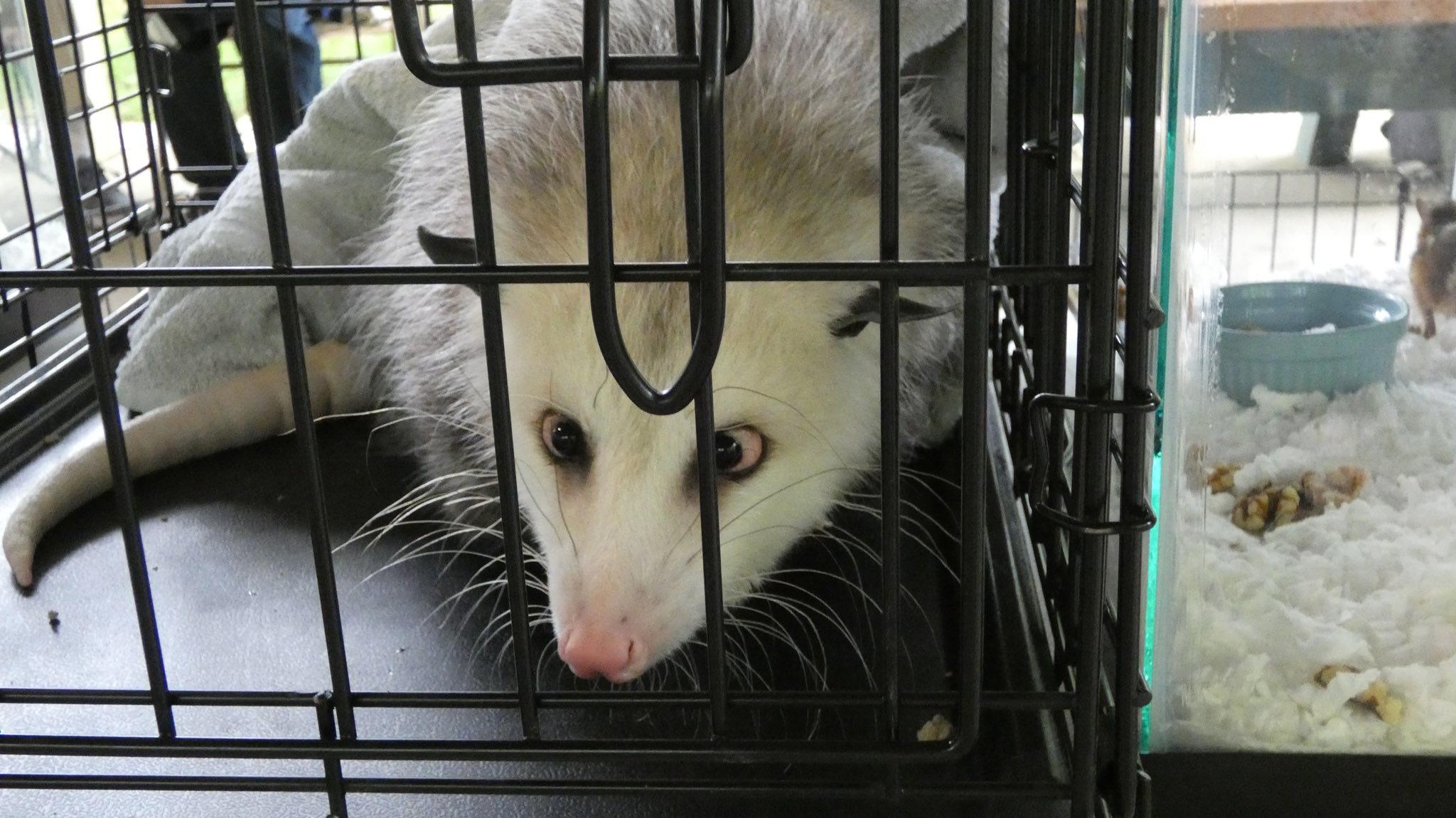 Baby possum