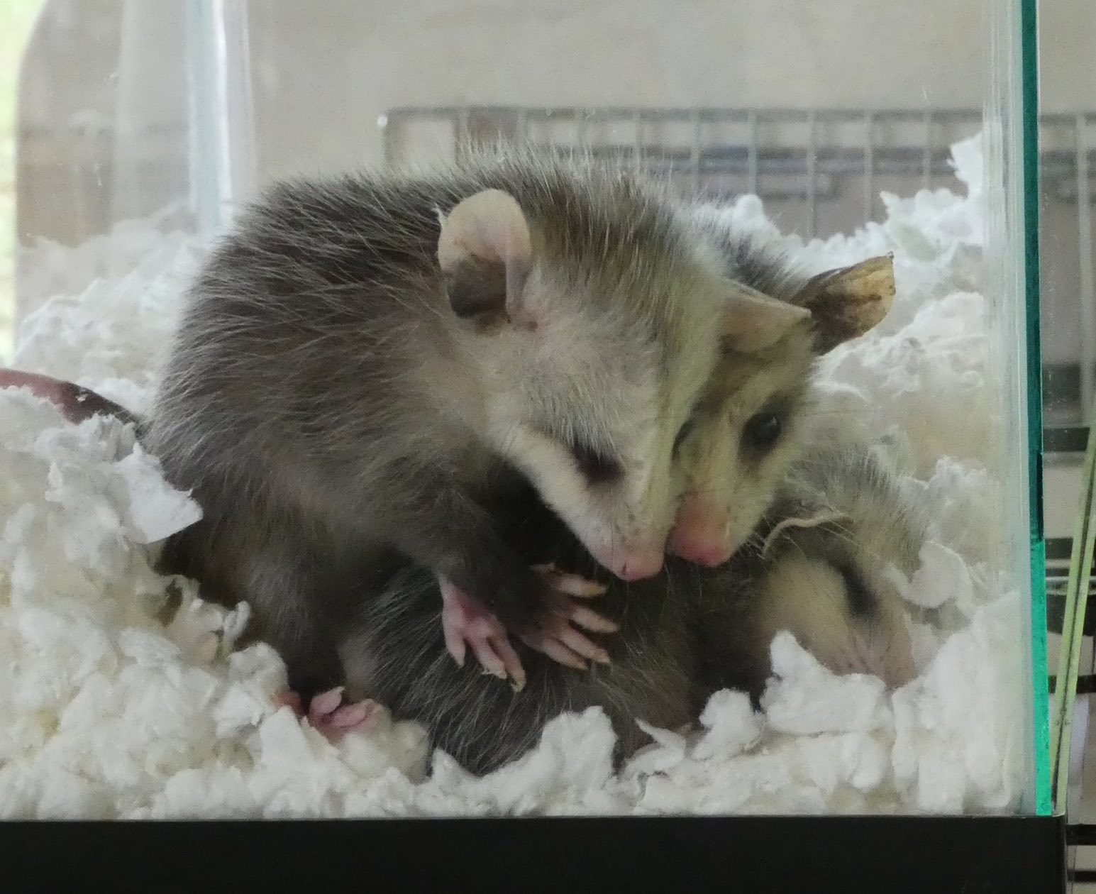 Two baby possums