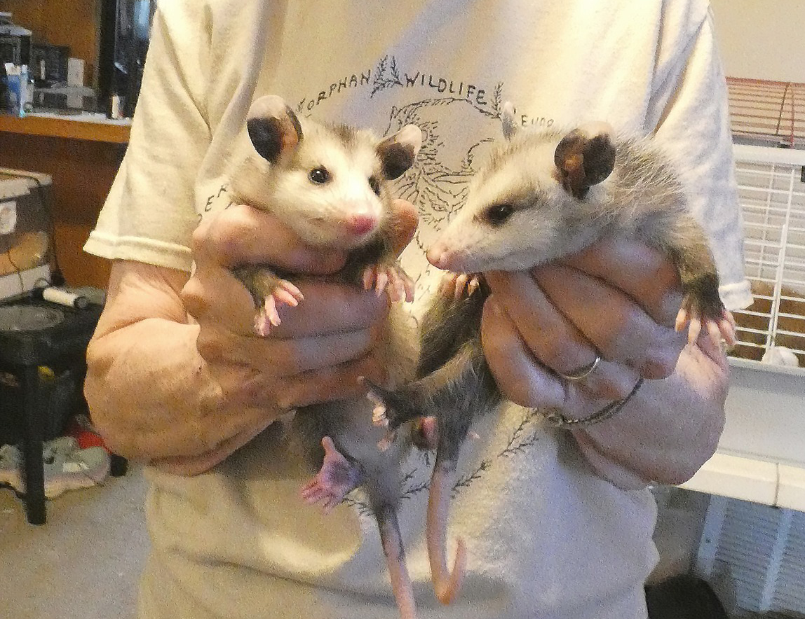 We thought our followers would enjoy seeing some of the babies that come into our facility during baby season – First up, baby opossums. Enjoy!