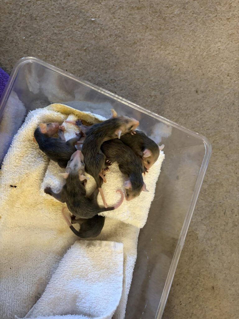 Baby opossums sleeping