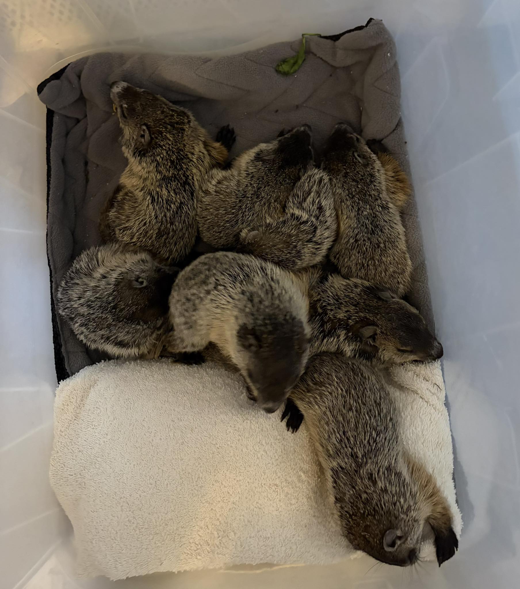 Baby groundhogs