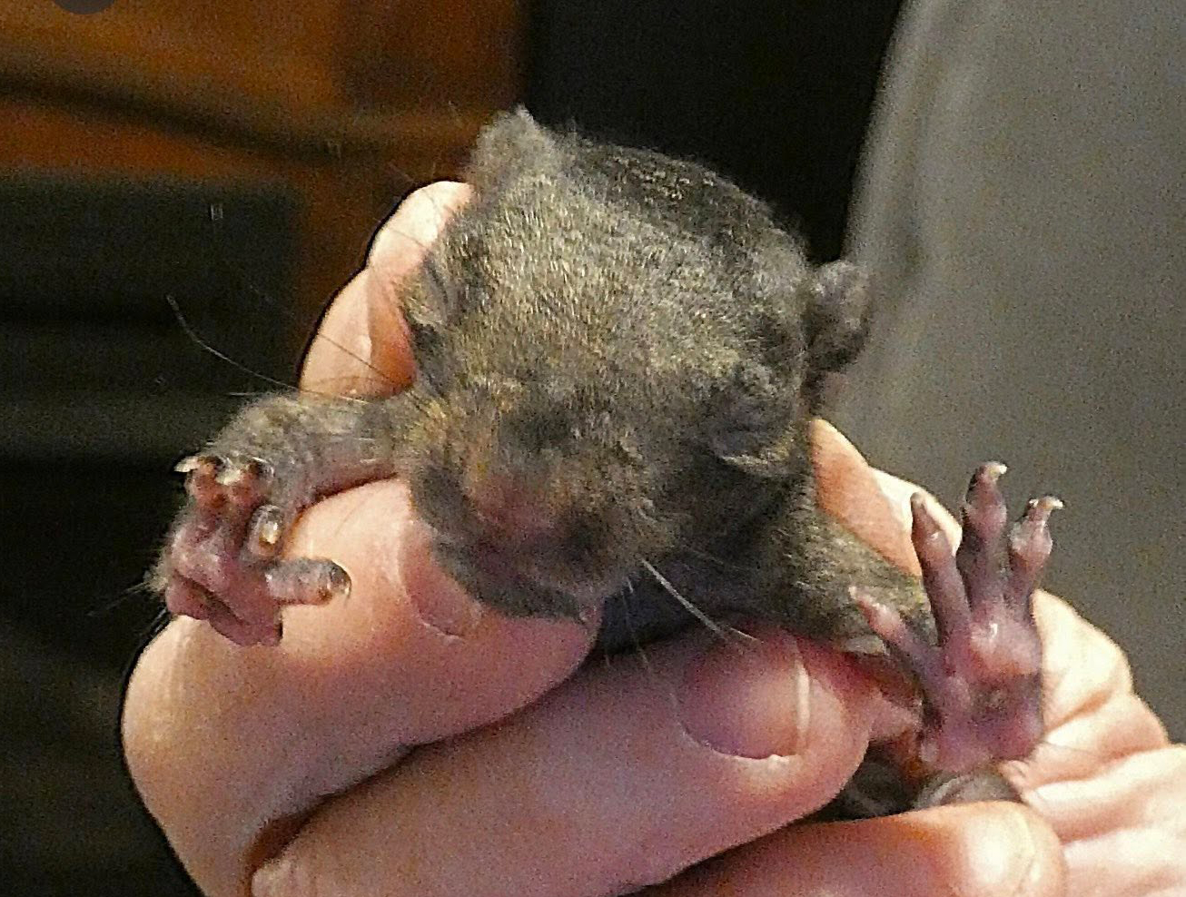 Today’s animal this baby season is a baby Black Phase Grey Squirrel.